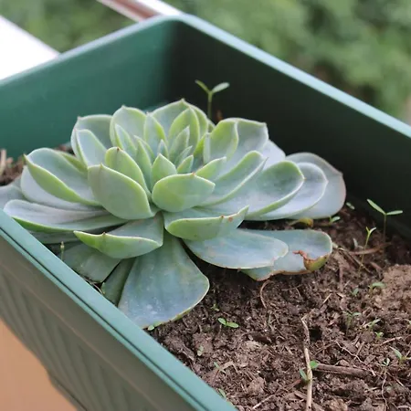 Bledi's Cozy 2 In New Blvd Apartamento Tirana