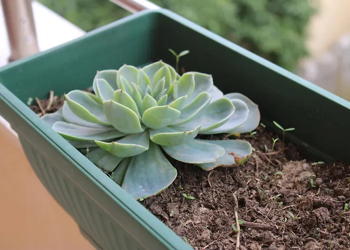 Bledi's Cozy 2 In New Blvd Lejlighed Tirana